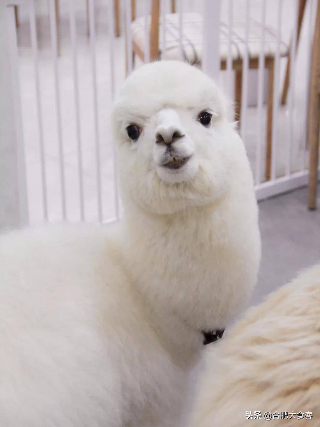 安徽合肥网红排前100名,合肥18-19年比较火的网红