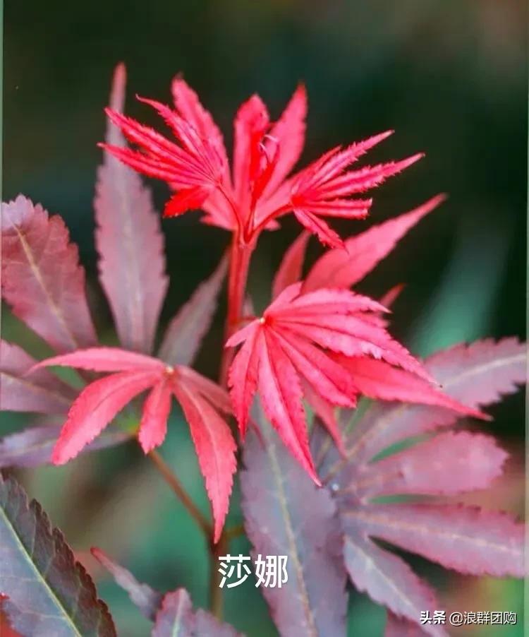 中式庭院藤类植物,枫树和紫藤