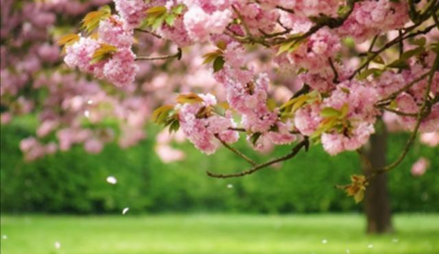 时光流逝的散文,时光荏苒岁月如歌散文