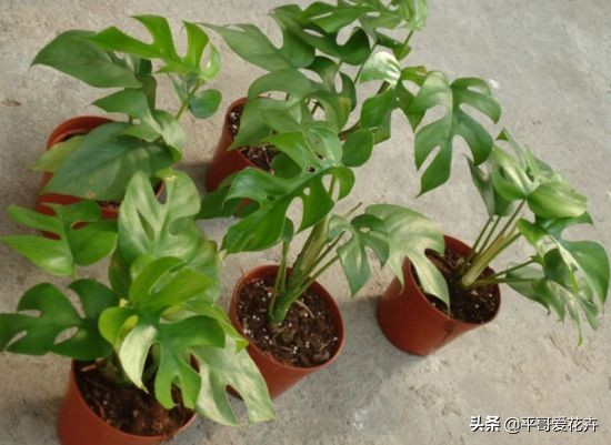 龟背竹叶片发黑是什么原因,龟背竹叶片发黄解决方法