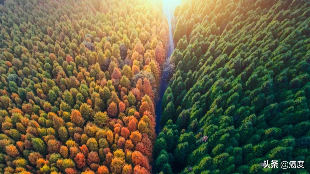 egfr突变肺癌无化疗时代,肺癌egfr阴性pd1靶向治疗