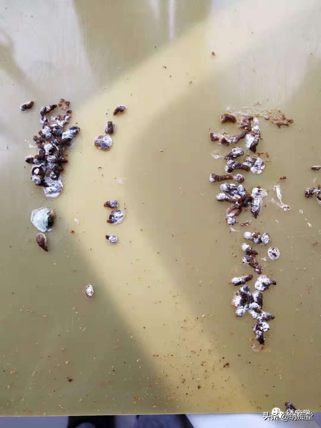 一品绣娘小说阅读,绣痴堂鸟食怎样购买