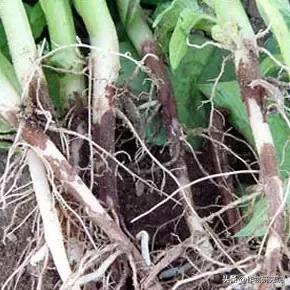 马铃薯黑胫病病害及防治方法,马铃薯常见病害有哪些