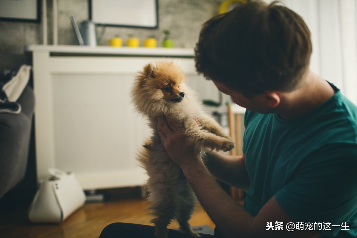 博美怎样才是喜欢你,博美误食老鼠药后应该怎么照顾