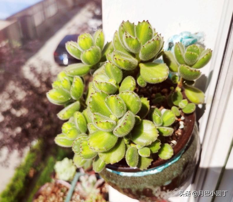 多肉怎么养不长高只长胖,多肉总是长不大爱蔫怎么办