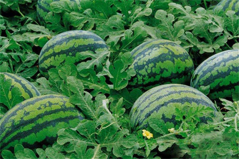 西瓜酒的酿造技术,西瓜酒酿酒方法