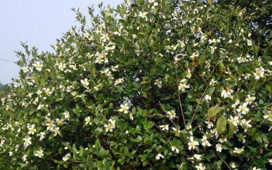 你知道“油茶树”吗？很多北方人都没见过