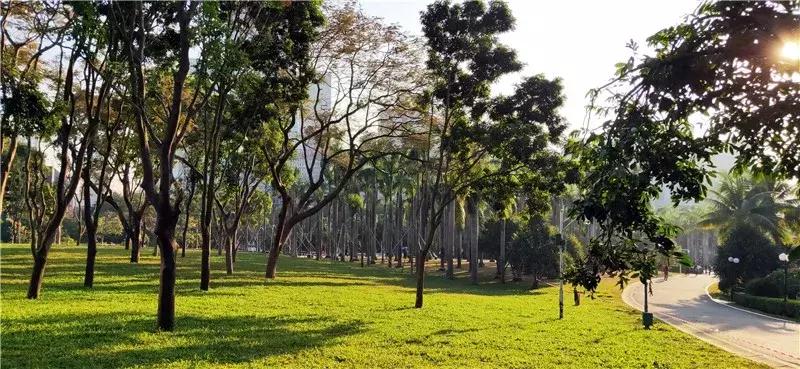 深圳莲花山真的美,深圳莲花山有什么特别的地方