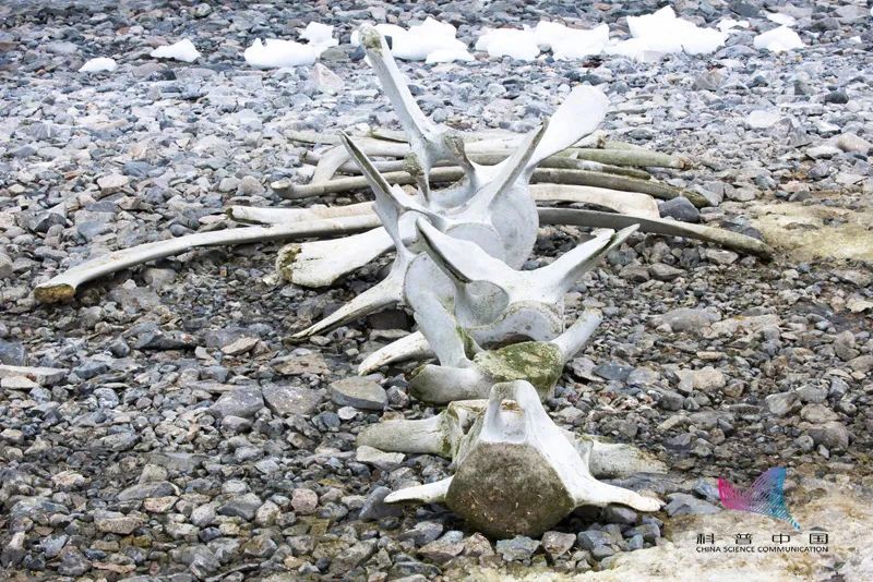 鲸落到底有多凄美,鲸落南北鲨掉东西的段子