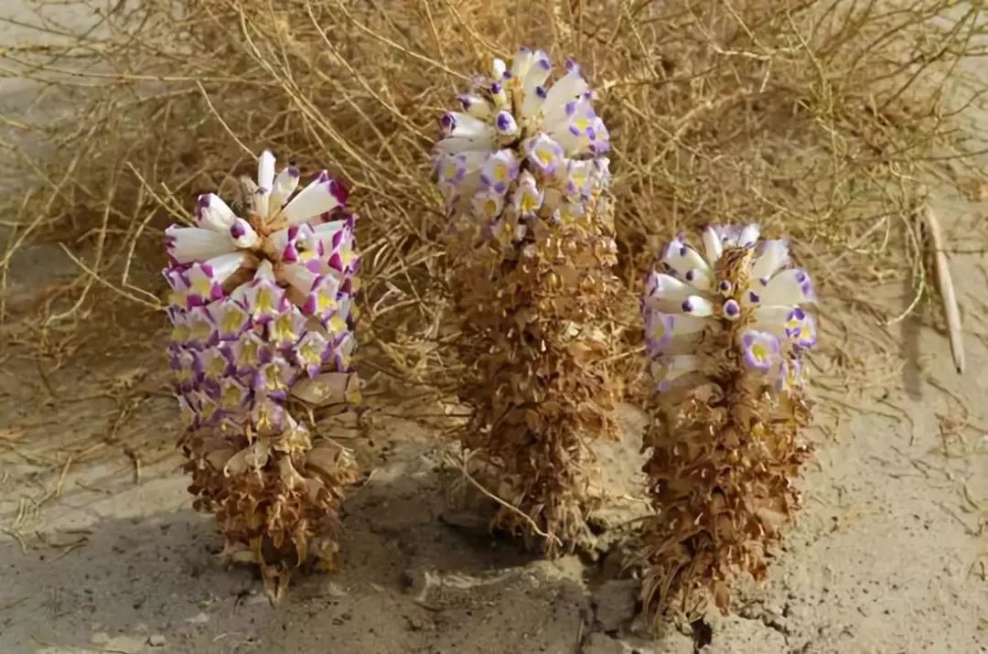 全国各地最全特产,全新疆特产