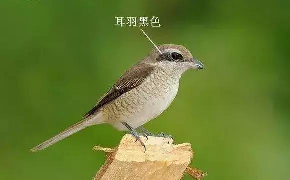 伯劳鸟饲养,没睁眼的伯劳怎样饲养