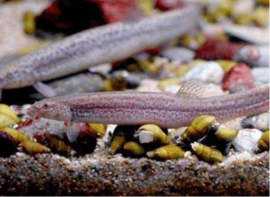 泥鳅市场前景如何,目前国内泥鳅市场行情怎么样