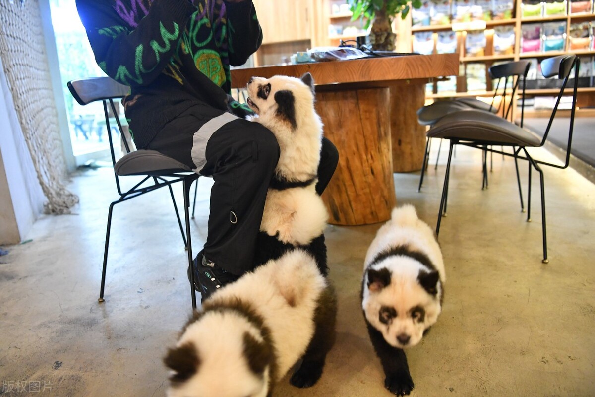 松狮犬的喂养与护理方法,松狮犬吃什么比较好养呢