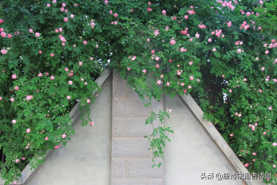 帘动微风起满院蔷薇香全文,水晶帘动微风起满架蔷薇一院香