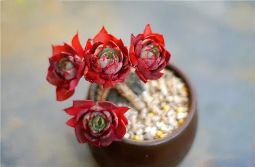 多肉老桩速成法根本用不了三五年,多肉怎么养成老桩小技巧