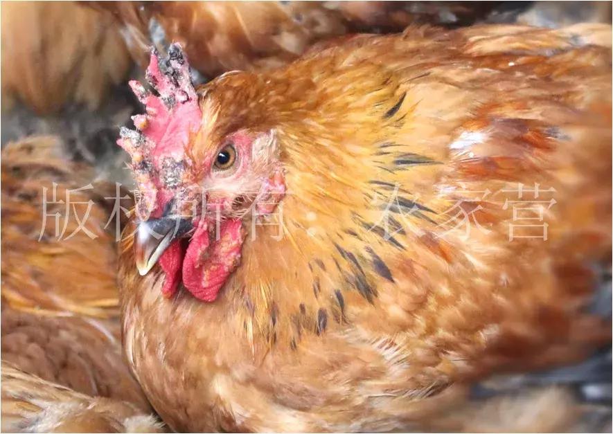 鸡痘症状图片,鸡痘病是什么症状