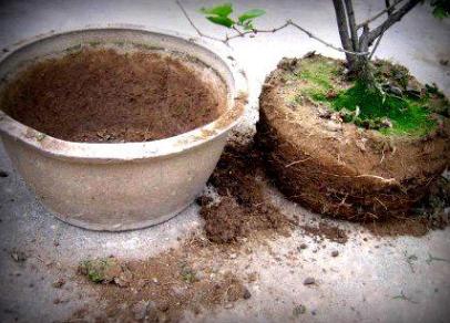 花盆有蚂蚁怎样消灭不伤植物,怎样防蚂蚁啃植物