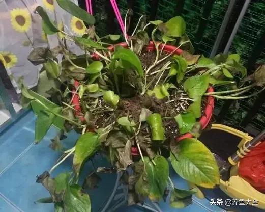 花烂了就扔了吧,盆栽的花烂根了怎么办