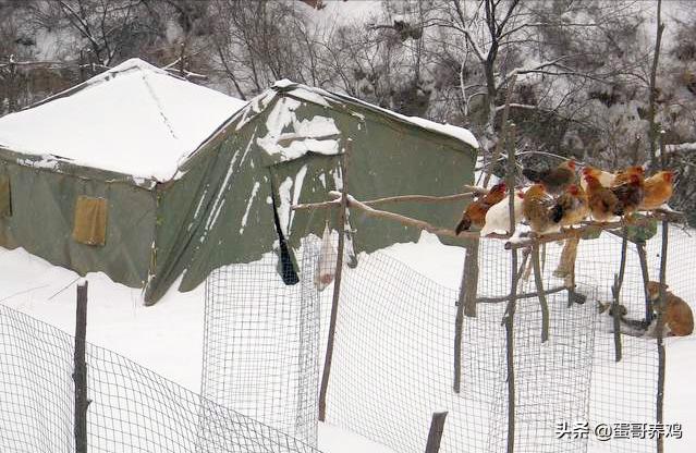 养鸡普发“冷应激”，老兽医透漏绝招，再不担心家禽受凉感冒
