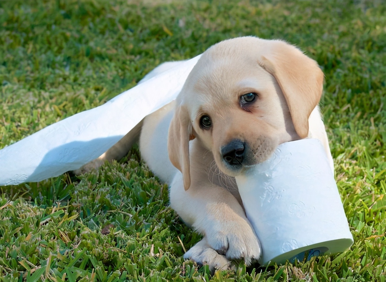 狗狗爱咬鞋子怎么制止,防止狗狗咬电线的方法