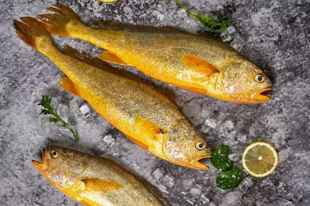 开捕啦3：黄鱼金灿灿，大黄鱼小黄鱼你爱哪一款？