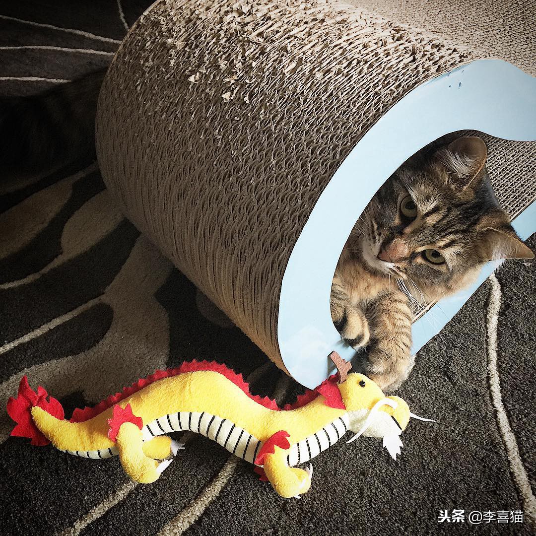 铲屎官们该怎样帮助猫咪过冬,小猫咪刚到新家需要铲屎吗