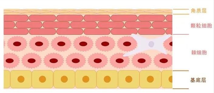 干皮肤怎么护肤补水最好,脸部补水保湿的最好方法