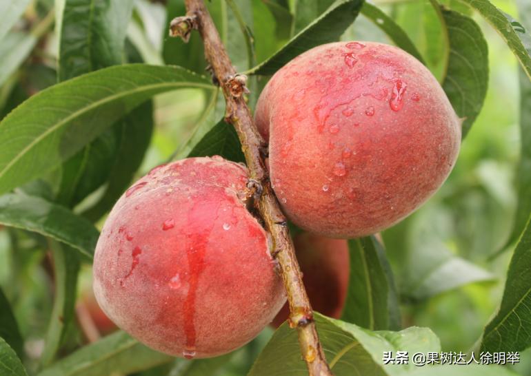 桃养人，可要种好桃，这些桃的特性要了解