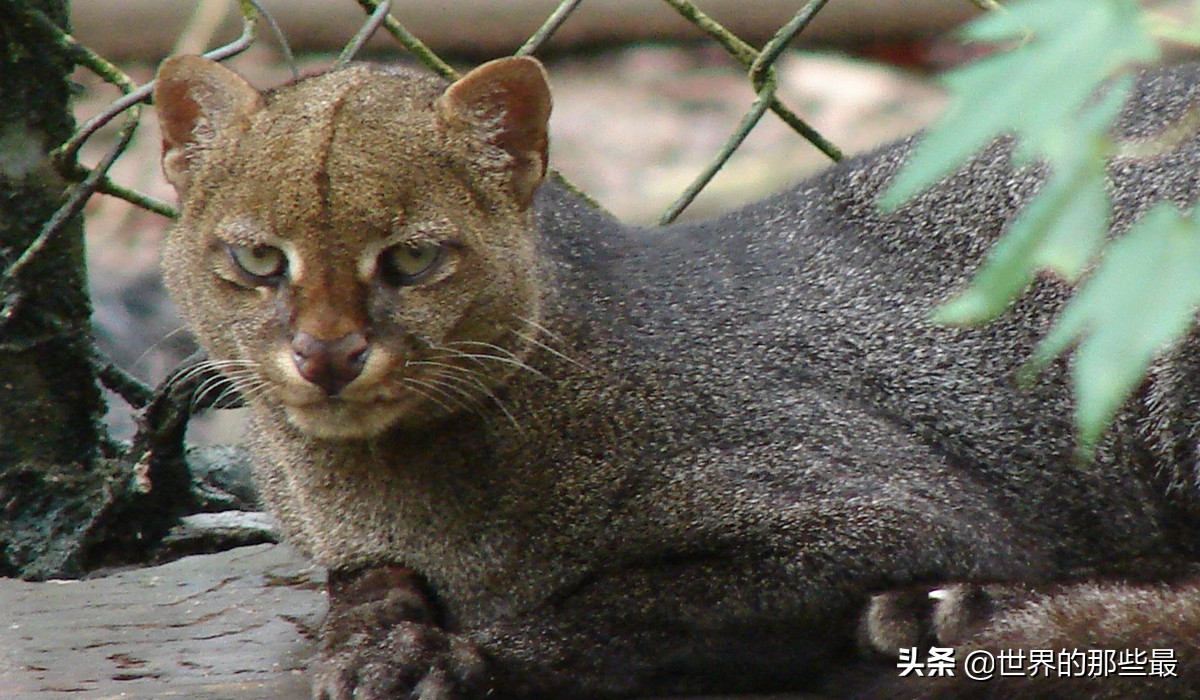 最强猫科动物巨型剑齿虎,最强大的猫科动物狮子