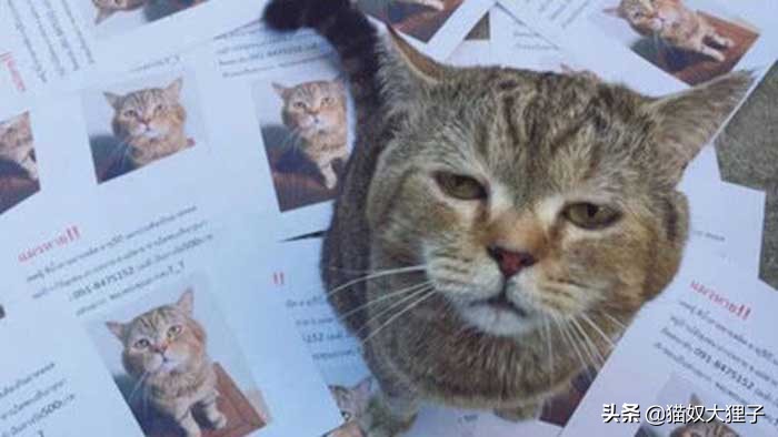 猫猫丢失一个月,猫猫丢失15天找回来特别粘人