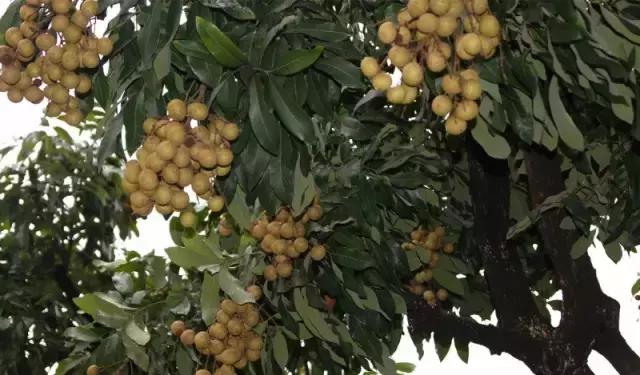 海南常见植物图解视频,海南的树木都有哪些名称