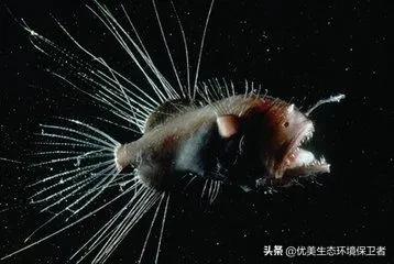 深海里能发光的动物,深海24米的巨型鲨鱼