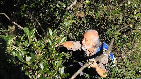 莽山烙铁头毒蛇排行,莽山烙铁头蛇全球排名第几毒