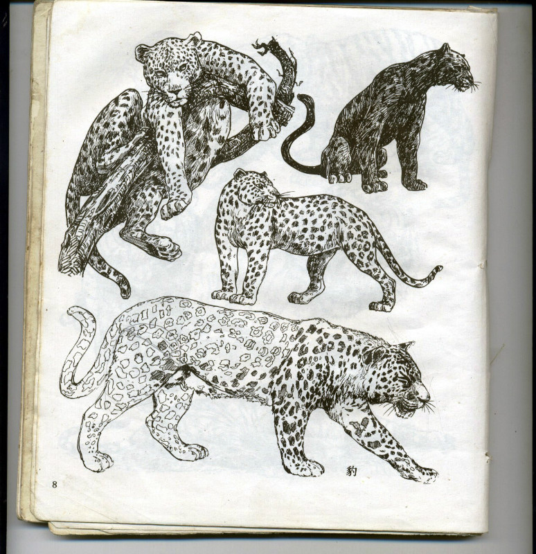 一百幅动物素描,近百幅动物画