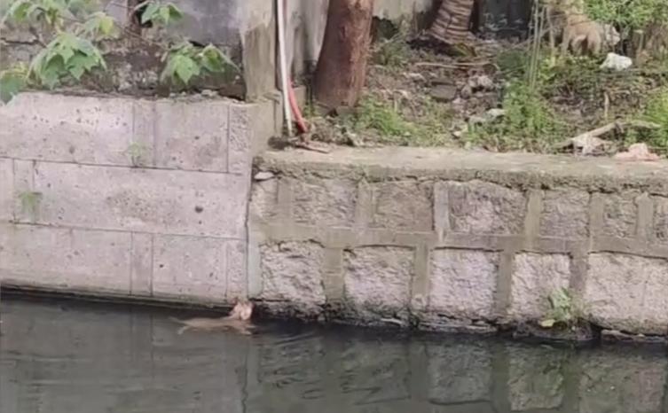 成都男孩救狗溺亡的妈妈,四川大水狗妈妈救小狗