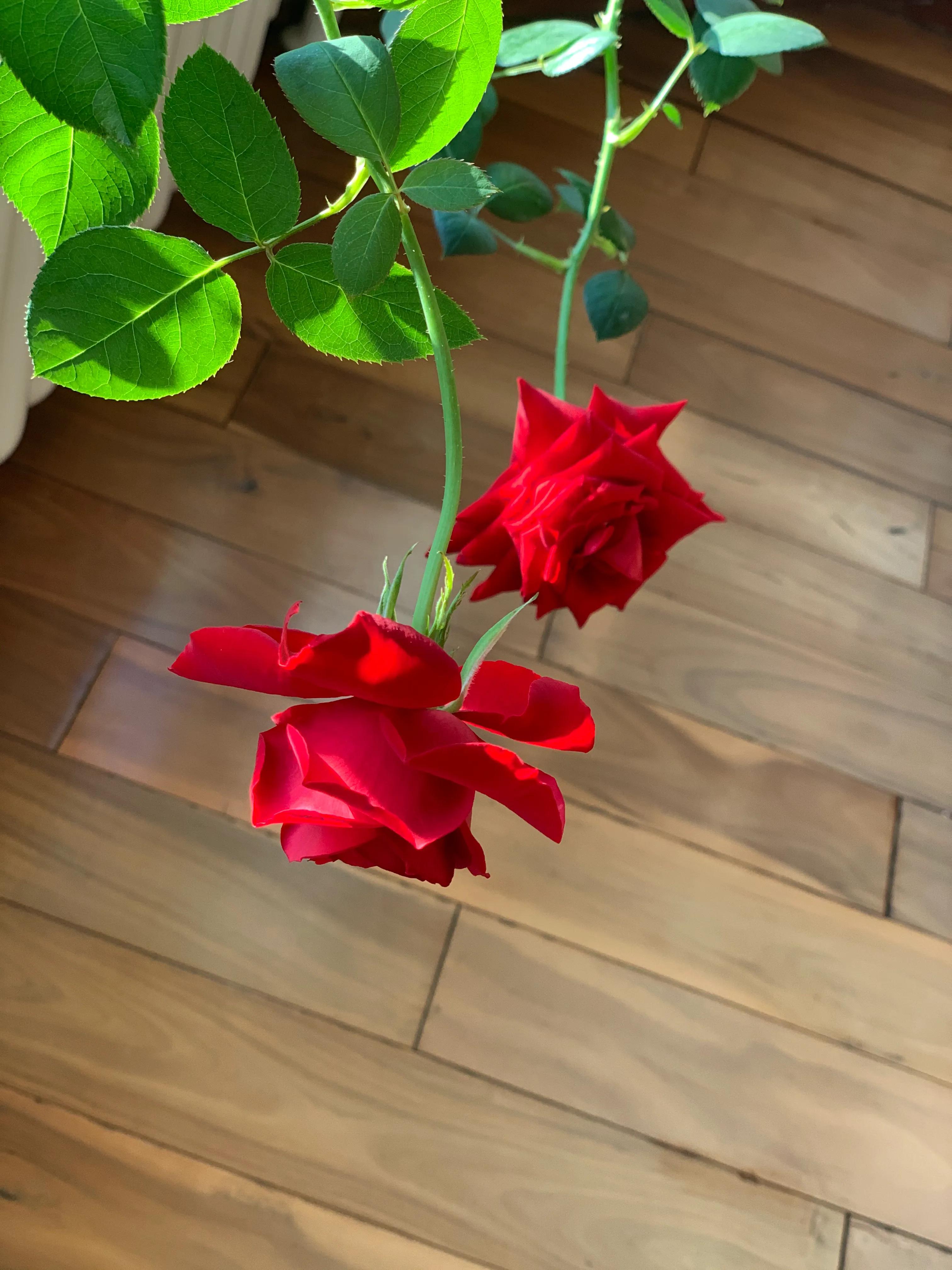 冬日里的鲜花依然盛开,冬日里盛开的第一朵鲜花