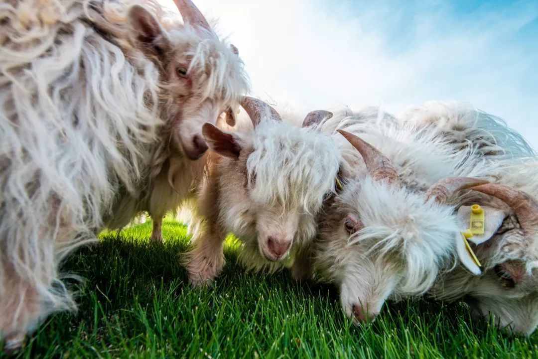 隐匿于大连的这片清澈之地，看的是蓝天白云，呼吸的是草木芬芳