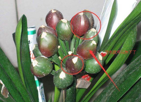 君子兰从配土到开花的五种步骤,君子兰怎么样繁殖出小的君子兰