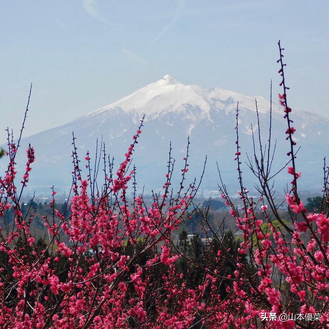 不先一步感受春天的到来吗日本全国华丽的梅花名胜