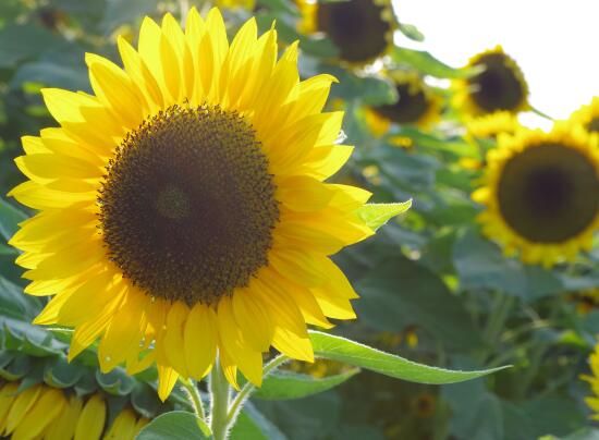 向日葵的特点有什么,向日葵为什么长得像太阳