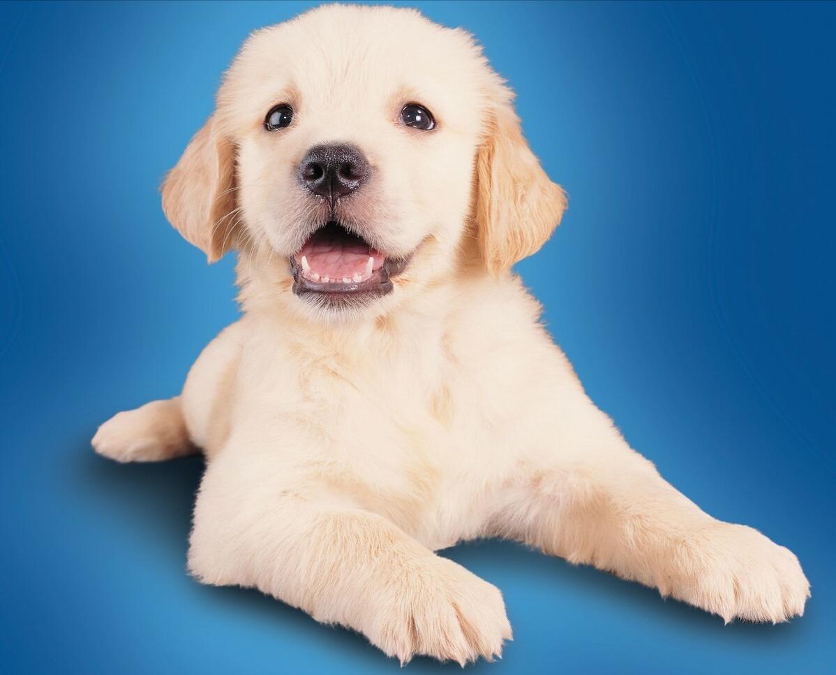 金毛正确喂养方法,金毛正确喂养