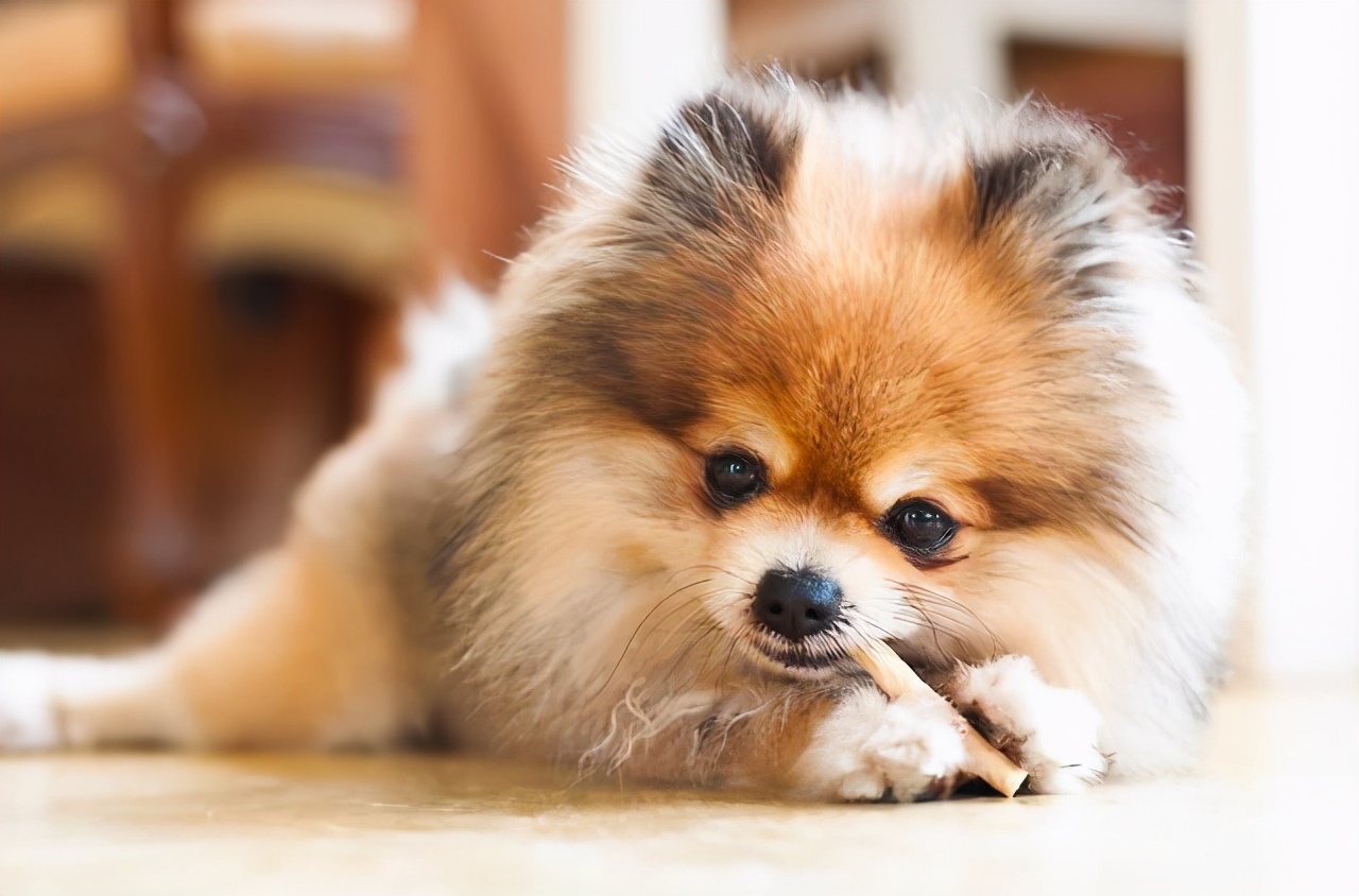 训练博美等待,训练博美