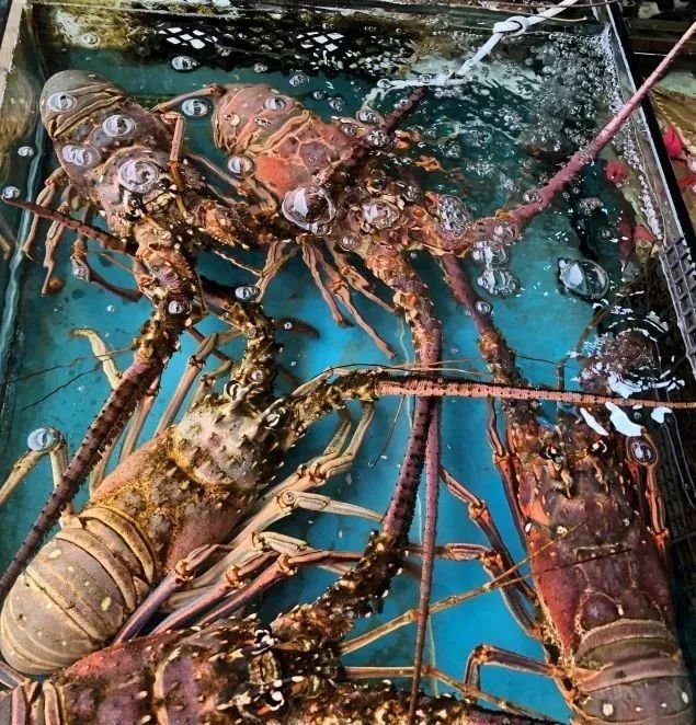 深圳年货批发市场拿货渠道,深圳南山年货市场在哪里