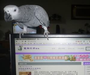 鹦鹉散养注意事项大全,怎么在家中放鹦鹉笼养鸟