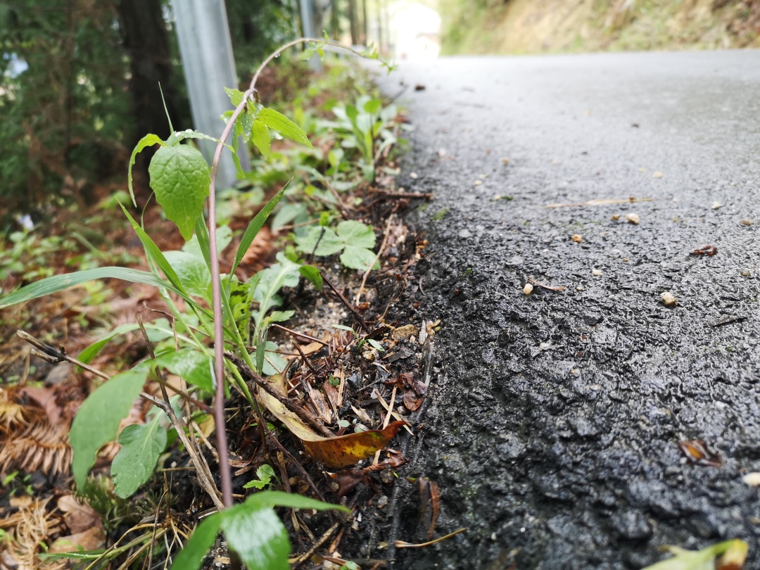 竹林深处探宝——只为了那一棵黄精