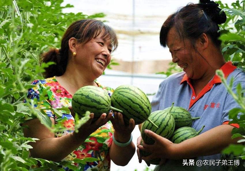 种的西瓜不结果怎么办,西瓜怎么样才能增甜膨果快