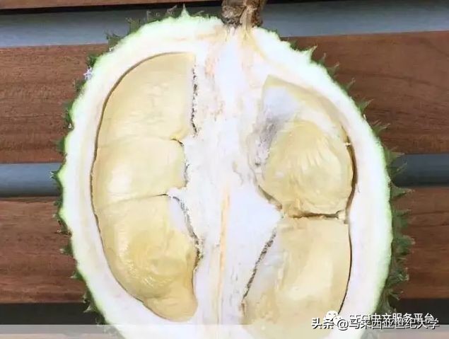 马来西亚榴莲品种大全,马来西亚d14榴莲是什么品种