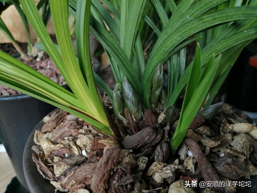 兰草花苞一个月还没开,兰草花苞长得快吗