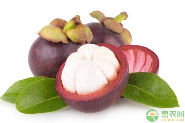 山竹的种植方法和技巧,山竹种植方法全过程视频