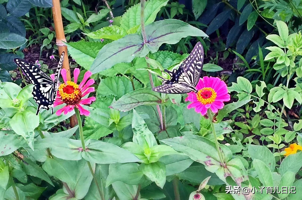 当孩子被人说难看,孩子被嘲笑丑怎么办